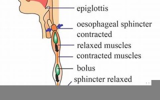 oesophagus什么意思,oesophagus中文翻译,oesophagus用法及例句,oesophagus怎么读