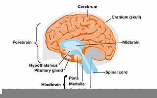 brain用法及例句,brain中文翻译,brain发音,brain怎么读