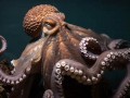 octopus什么意思,octopus中文翻译,octopus用法及例句,octopus怎么读