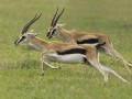 gazelle怎么读,gazelle中文翻译,gazelle什么意思,gazelle用法及例句