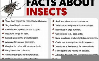 insect怎么读,insect中文翻译,insect什么意思,insect用法及例句