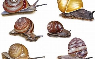 snail中文翻译,snail发音,snail用法及例句,snail是什么意思