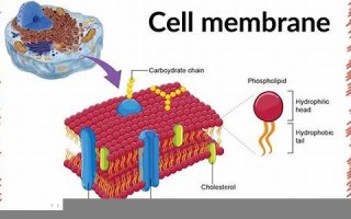 membranous什么意思,membranous中文翻译,membranous用法及例句,membranous怎么读