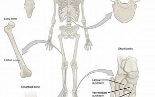 bone用法及例句,bone中文翻译,bone发音,bone怎么读(bone的英语怎么读音发音)