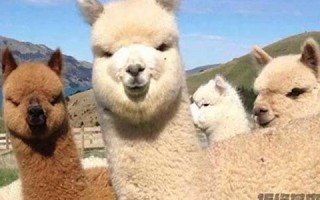 llama什么意思,llama中文翻译,llama用法及例句,llama怎么读