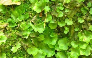 liverwort什么意思,liverwort中文翻译,liverwort用法及例句,liverwort怎么读