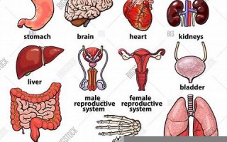 body用法及例句,body中文翻译,body发音,body怎么读(body英语发音)