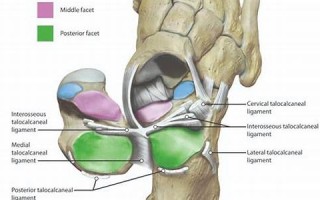 ligament什么意思,ligament中文翻译,ligament用法及例句,ligament怎么读