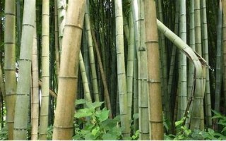 bamboo用法及例句,bamboo中文翻译,bamboo发音,bamboo怎么读