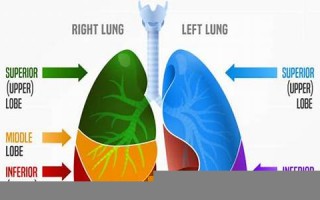 lung什么意思,lung中文翻译,lung用法及例句,lung怎么读